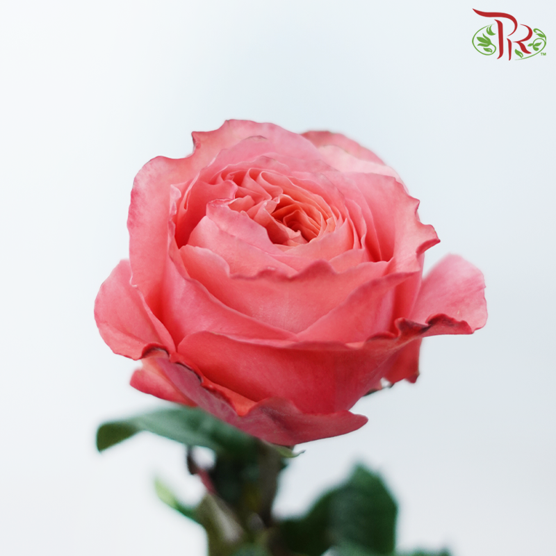 Star Rose Garden