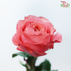 Star Rose Garden