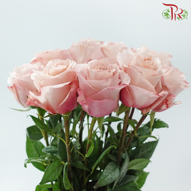 Star Rose