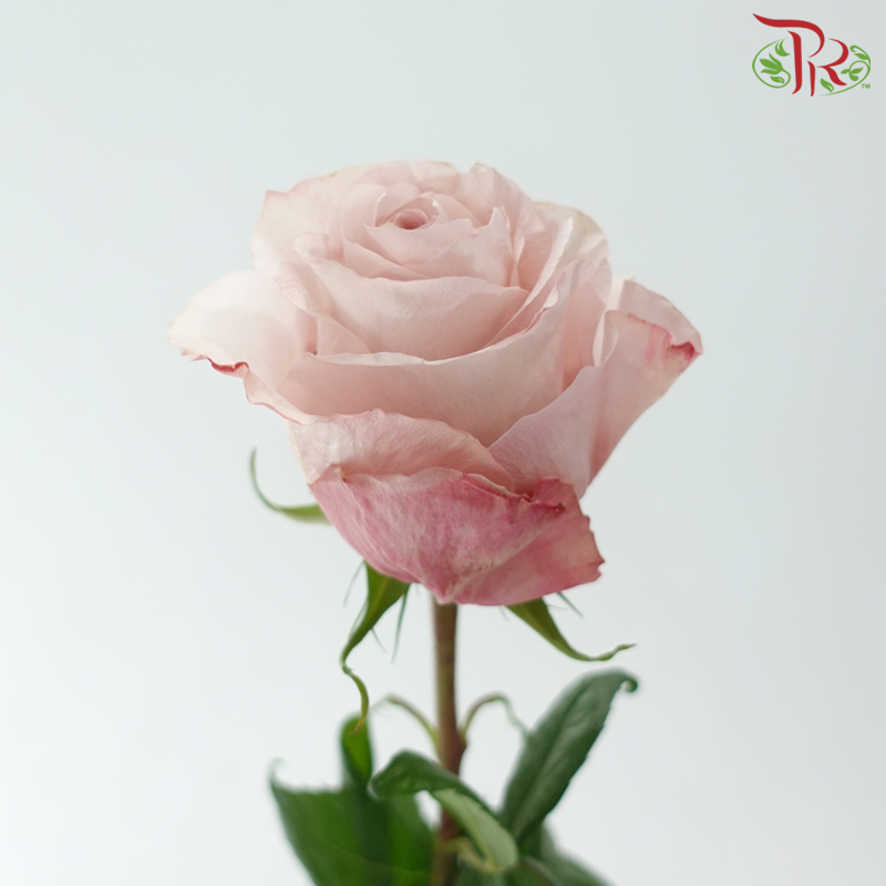 Star Rose