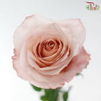 Star Rose