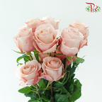 Star Rose