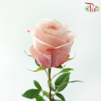 Star Rose