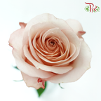 Star Rose