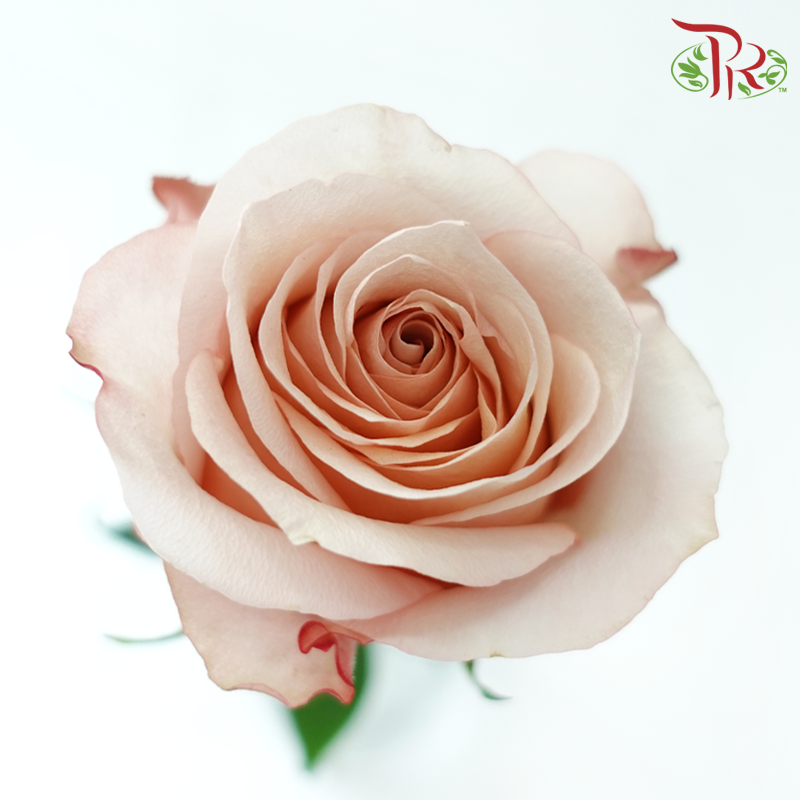 Star Rose