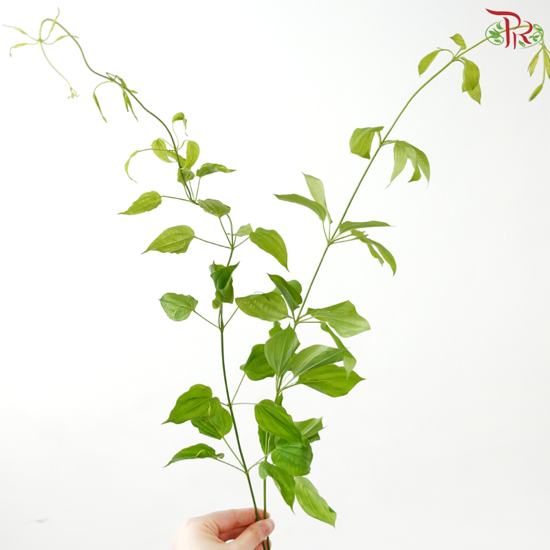 Stemonia Japonica