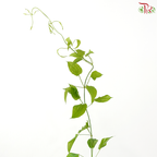 Stemonia Japonica