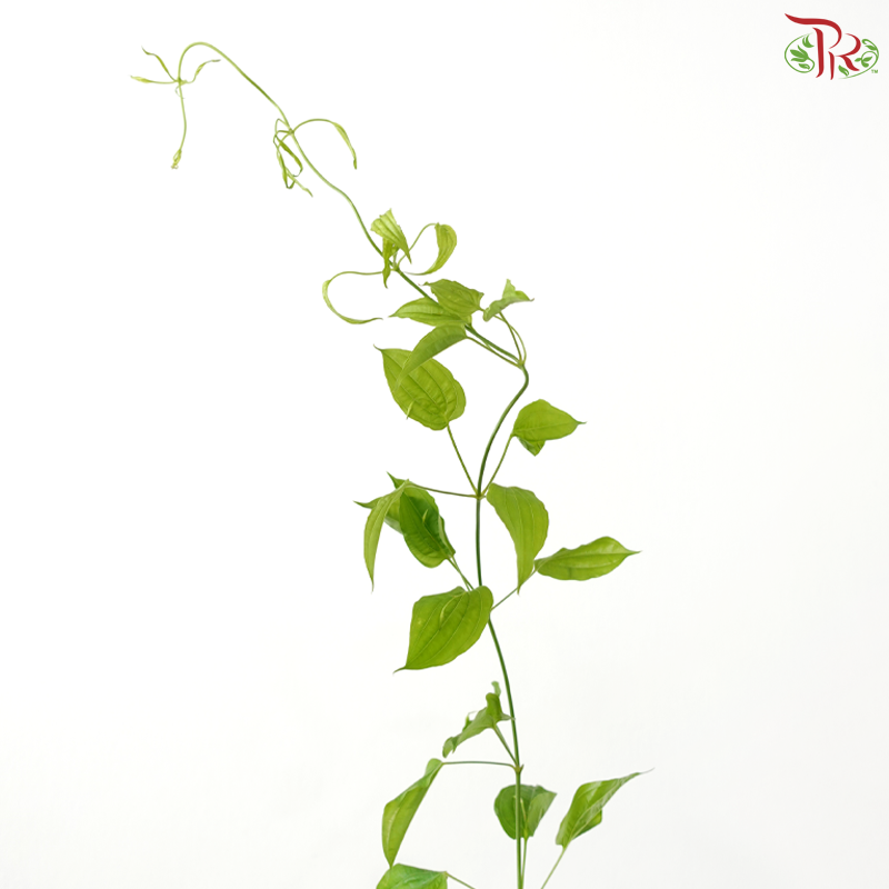 Stemonia Japonica