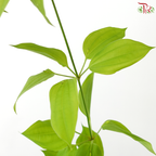 Stemonia Japonica