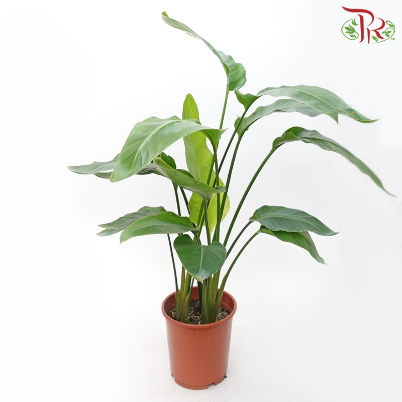 Strelitzia Alba《扇芭蕉》