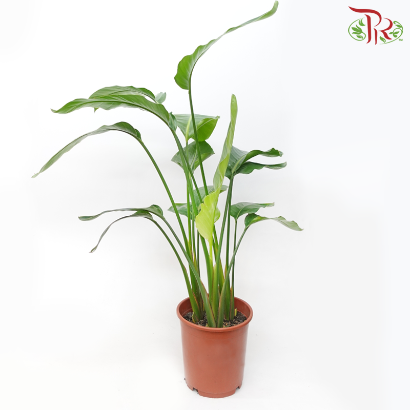 Strelitzia Alba《扇芭蕉》