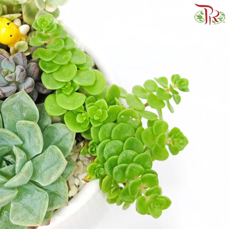 Succulent - Plant Arrangement《多肉组盆》 - Pudu Ria Florist