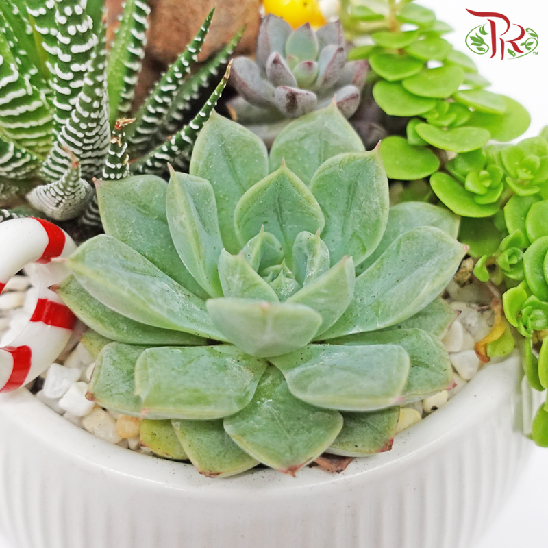 Succulent - Plant Arrangement《多肉组盆》 - Pudu Ria Florist