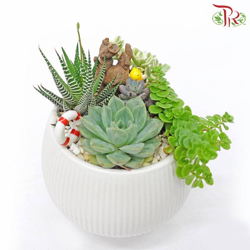 Succulent - Plant Arrangement《多肉组盆》 - Pudu Ria Florist