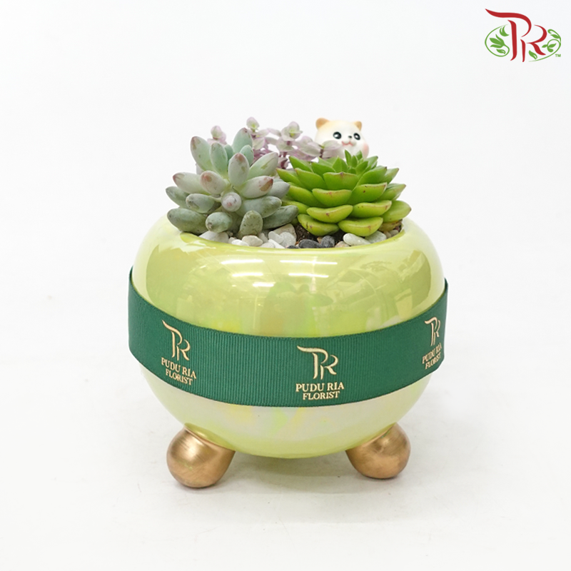 Succulent Arrangement (Random Choose Succulent & Deco)
