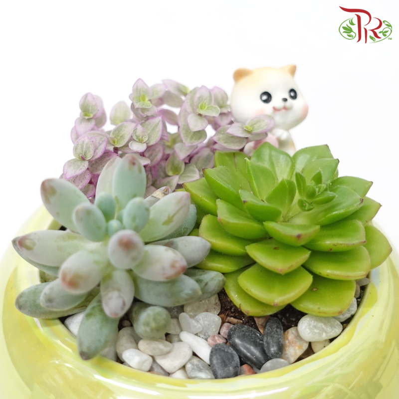 Succulent Arrangement (Random Choose Succulent & Deco)