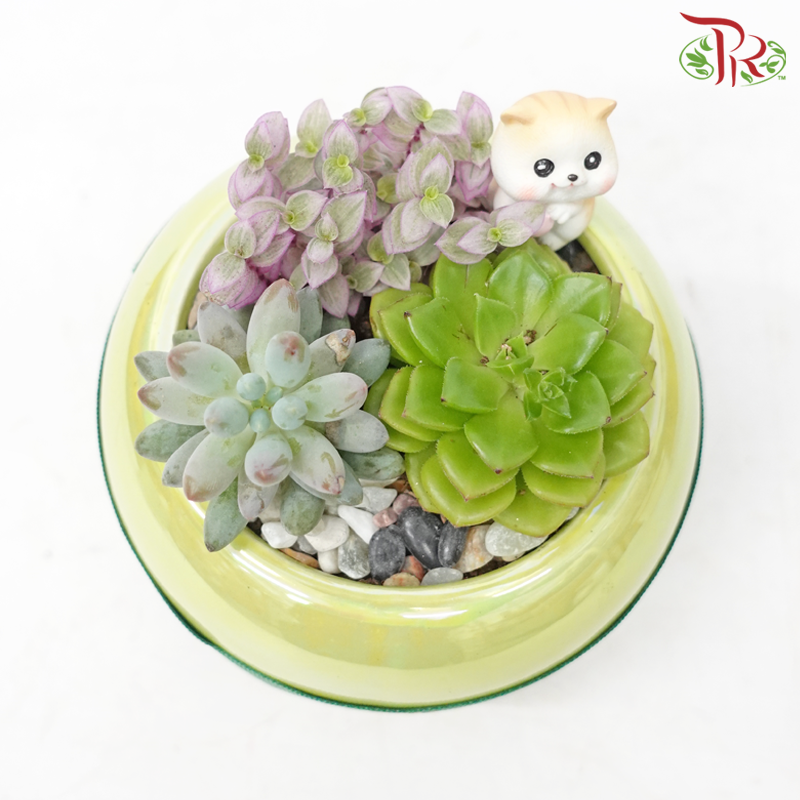 Succulent Arrangement (Random Choose Succulent & Deco)