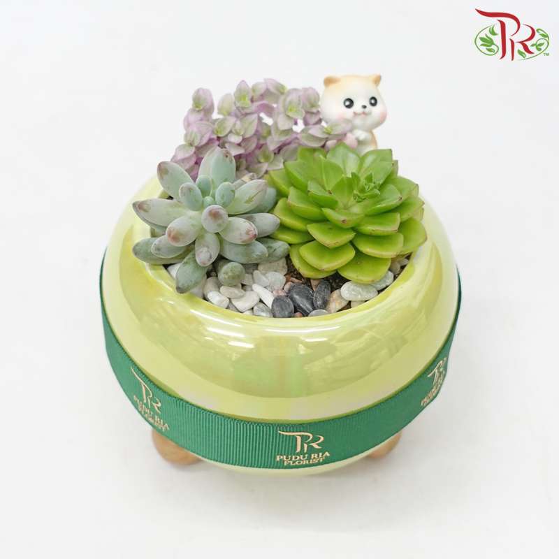 Succulent Arrangement (Random Choose Succulent & Deco)