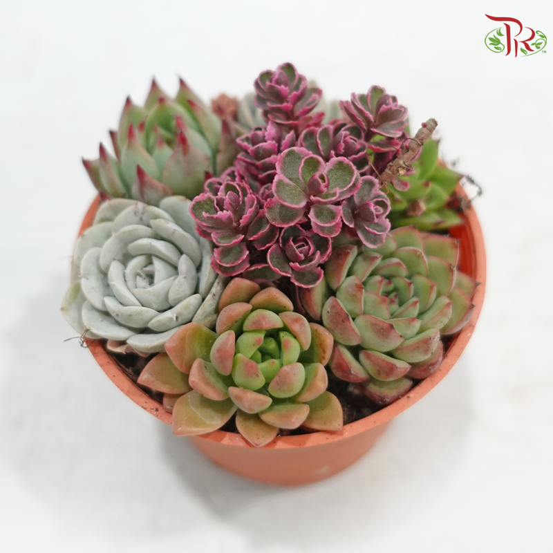 Succulent Mix P80《多肉组合》(Random Choice)