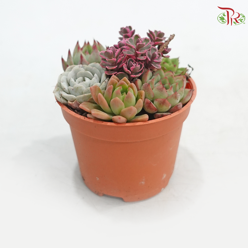 Succulent Mix P80《多肉组合》(Random Choice)