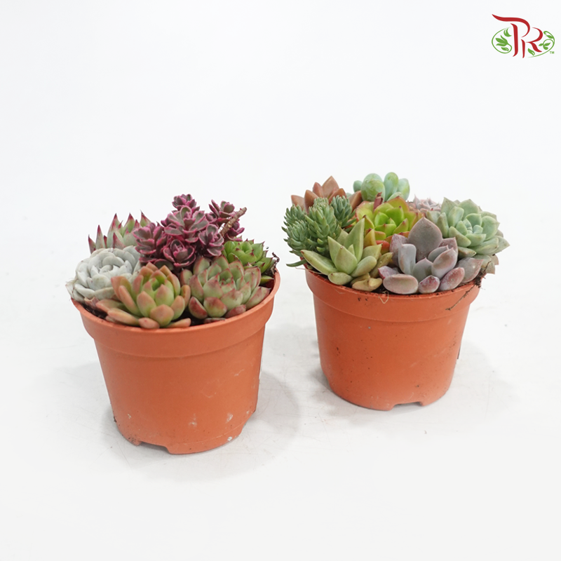 Succulent Mix P80《多肉组合》(Random Choice)