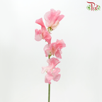 Sweet Pea