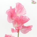 Sweet Pea