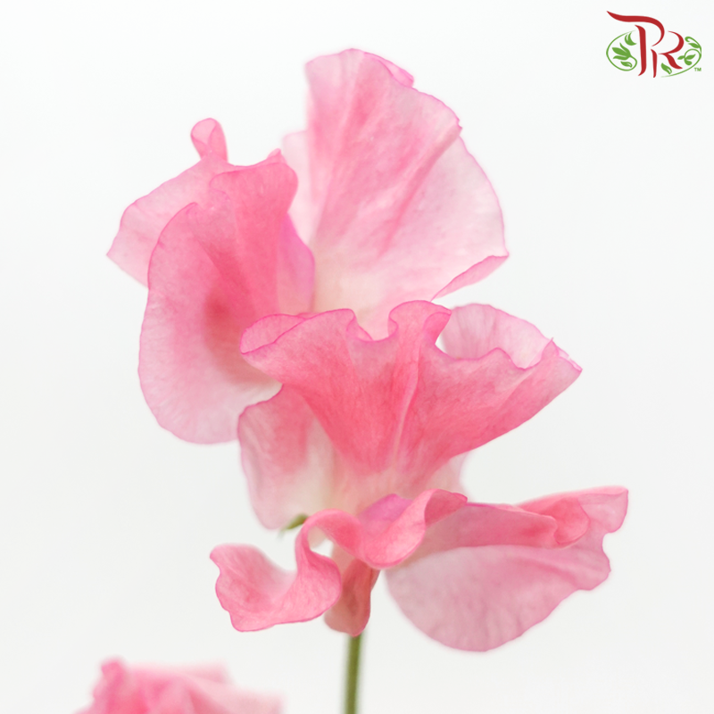 Sweet Pea