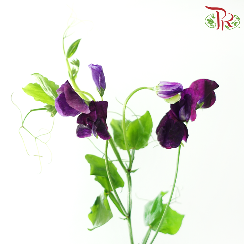 Sweet Pea 《香豌豆》