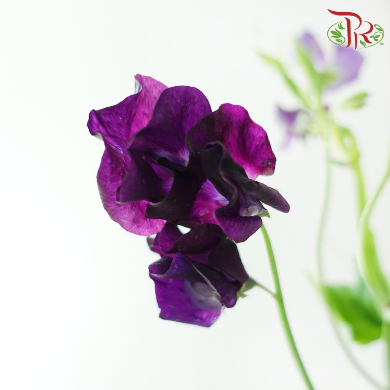Sweet Pea 《香豌豆》
