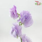 Sweet Pea