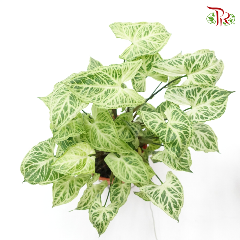 Syngonium Batik  《巴迪合果芋》 - Pudu Ria Florist