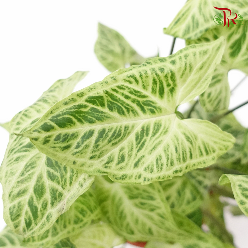 Syngonium Batik  《巴迪合果芋》 - Pudu Ria Florist