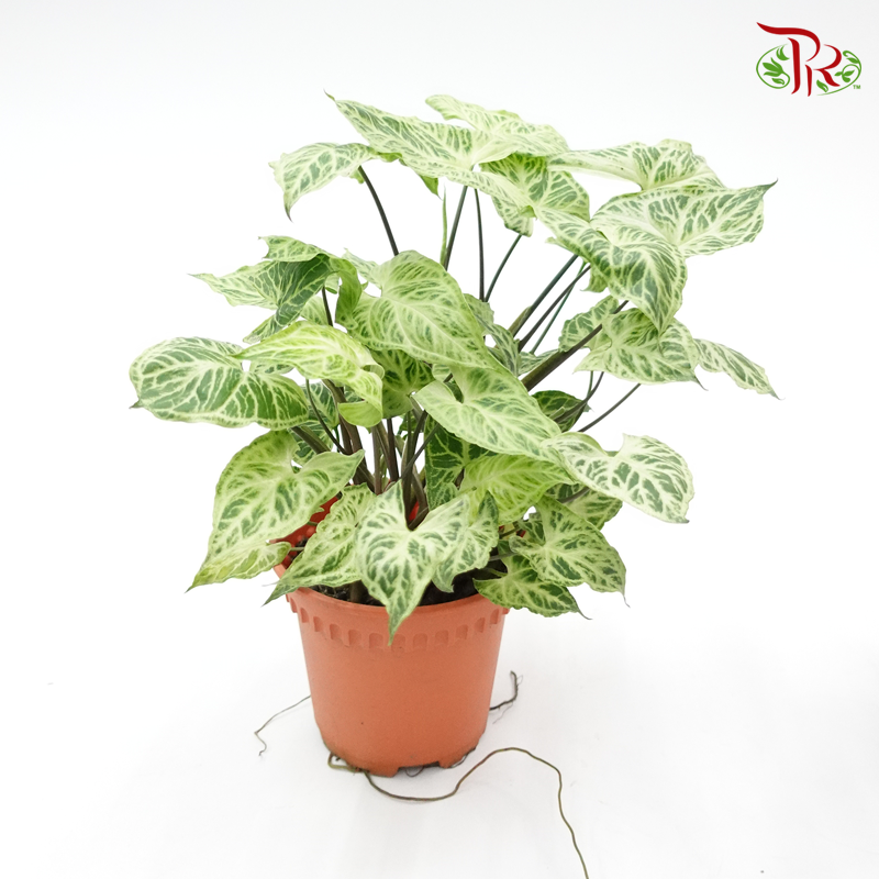 Syngonium Batik  《巴迪合果芋》 - Pudu Ria Florist