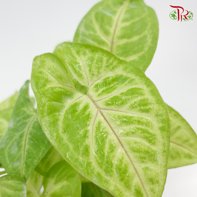 Syngonium Gold  《合果芋》 - Pudu Ria Florist