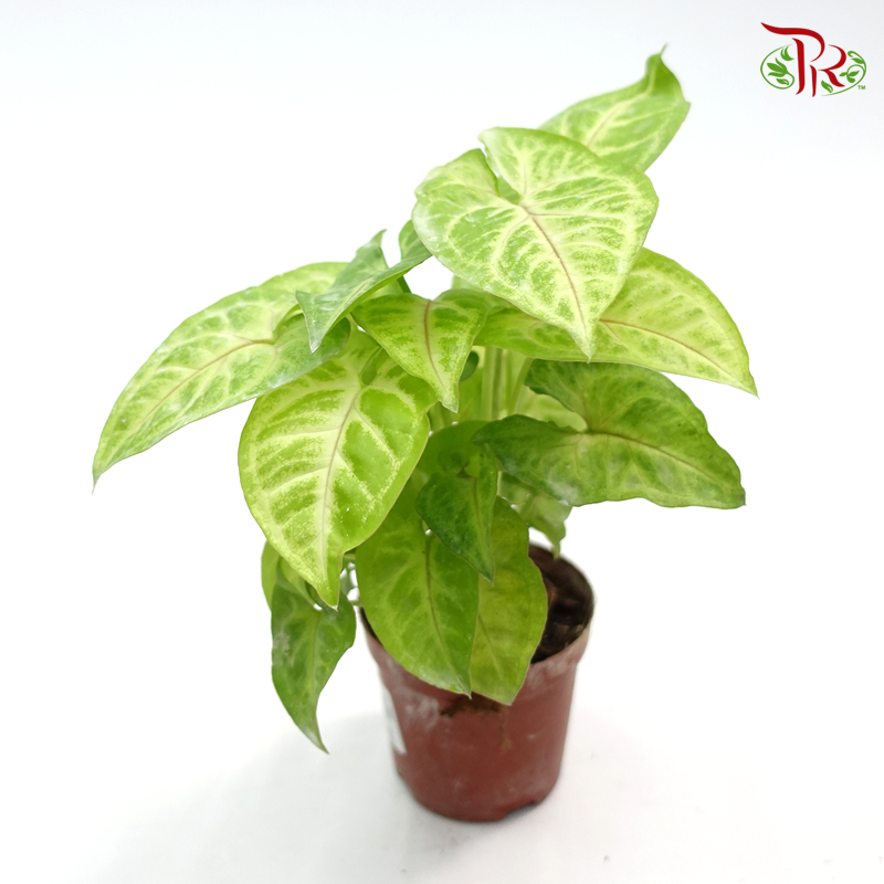 Syngonium Gold  《合果芋》 - Pudu Ria Florist