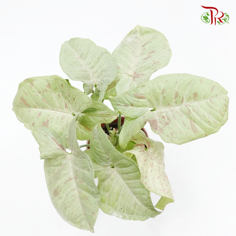 Syngonium Milk Confetti  《五彩纸屑果芋》 - Pudu Ria Florist