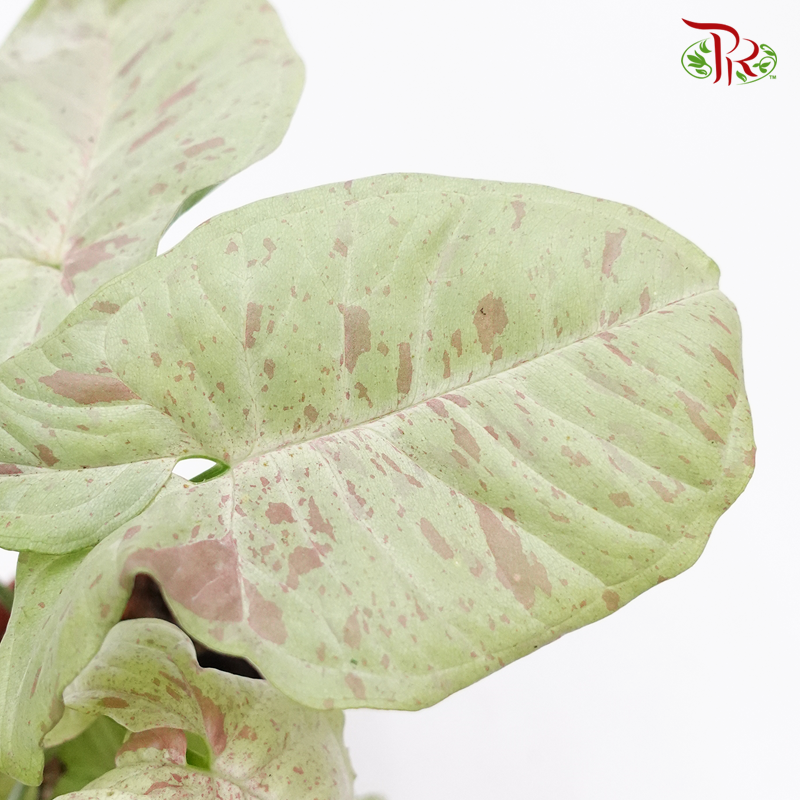 Syngonium Milk Confetti  《五彩纸屑果芋》 - Pudu Ria Florist