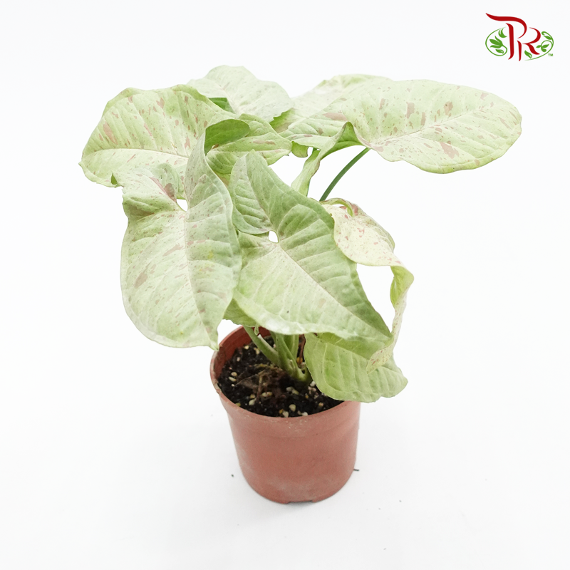 Syngonium Milk Confetti  《五彩纸屑果芋》 - Pudu Ria Florist