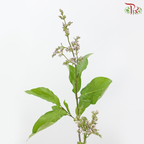 Lilac (Syringa) 《丁香花》