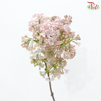 Syringa