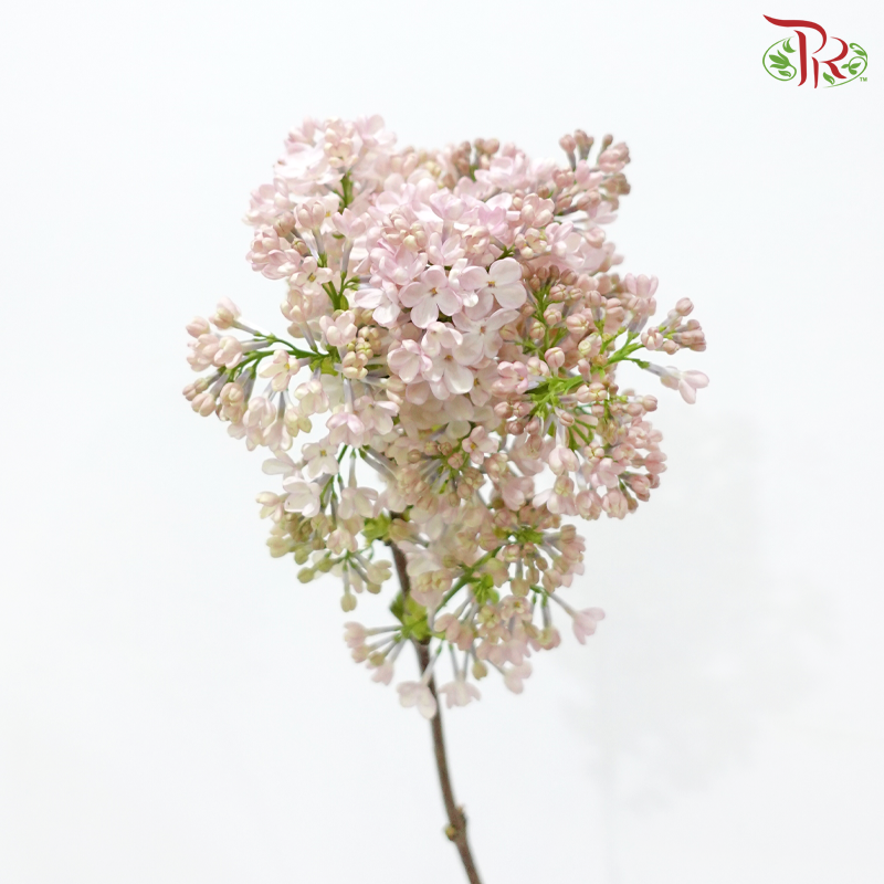 Syringa