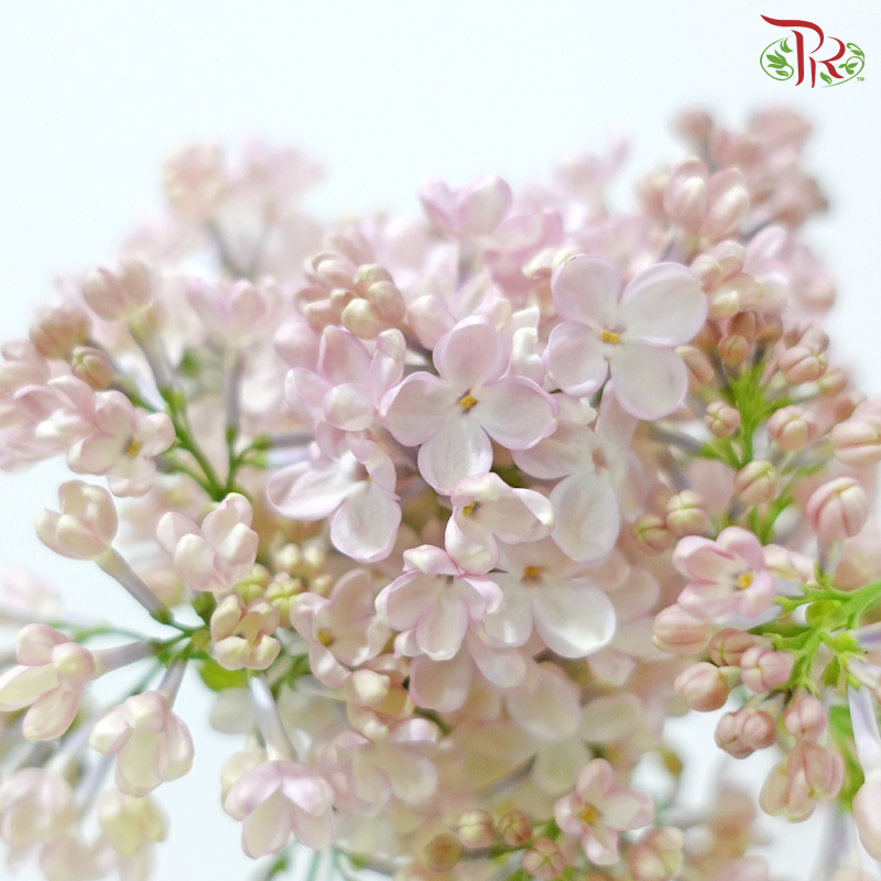 Syringa