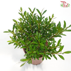 Syzygium Buxifolium Ball P90《小叶赤楠》
