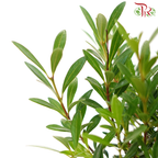 Syzygium Buxifolium Ball P90《小叶赤楠》