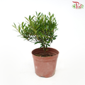 Syzygium Buxifolium Ball P90《小叶赤楠》