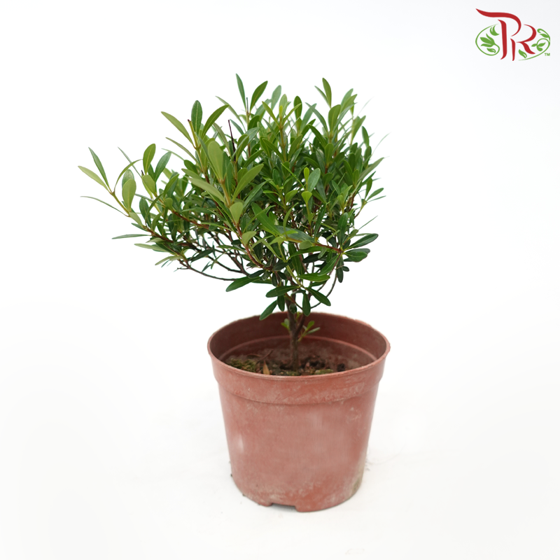 Syzygium Ball《小叶赤楠》