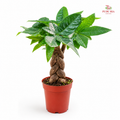 Pachira Aquatica P90 《三辫发财树》