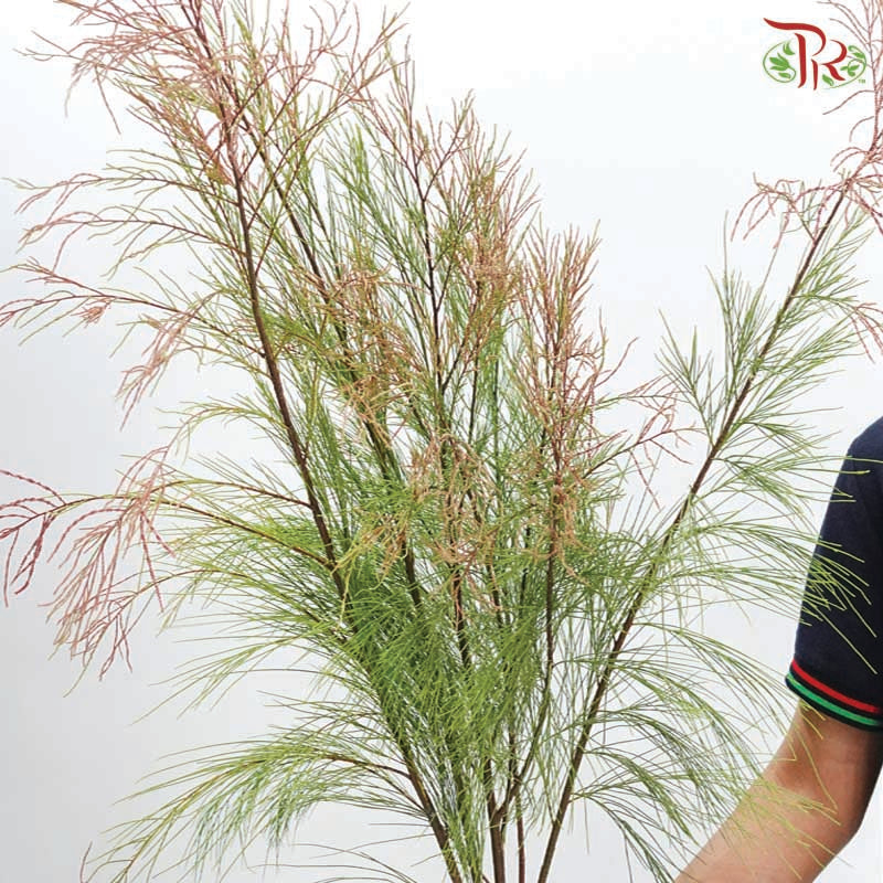 Tamarix Chinensis 《檉柳》