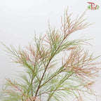 Tamarix Chinensis 《檉柳》
